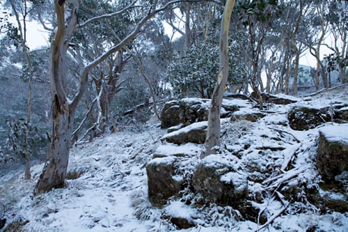 Trees and rocks covered in a light dusting of snow